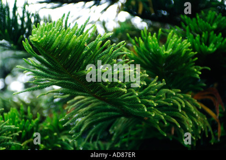 Araucaria Heterophylla foliage close up Norfolk Island Pine Conifer Stock Photo