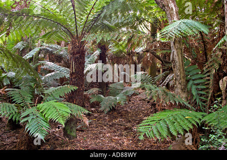image of some nice rainforest ferns Stock Photo