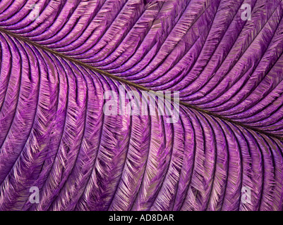 Purple Feather Abstract Stock Photo
