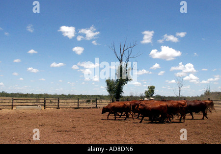 Cattle being herded into a yard on a grazing property in Central Queensland, Australia Stock Photo