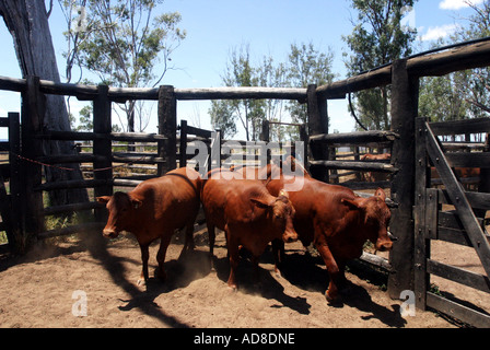Cattle being herded into a yard on a grazing property in Central Queensland, Australia Stock Photo