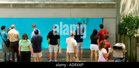 Polar Bear Tank Stock Photo