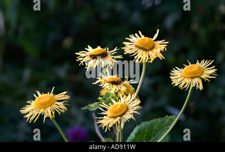 Elecampane (Inula Helenium) a Summer flowering perennial photographed in the evening light. Stock Photo