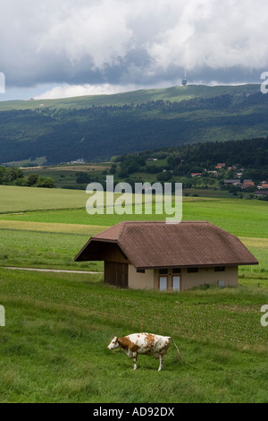 Cows Grazing In A Field Of Jura Country, Lake Of Grandvaux, Franche 