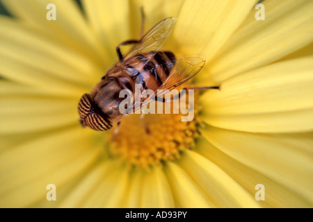 A close-up of a worker honey bee on a yellow daisy. Stock Photo