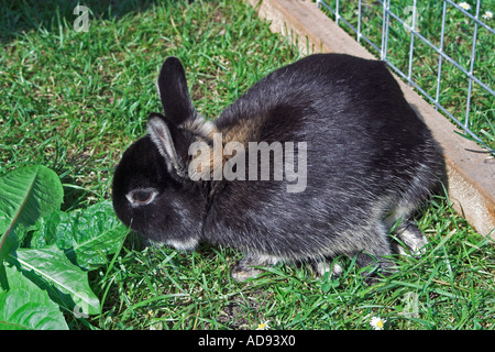Netherland dwarf rabbit in outdoor run. England Stock Photo