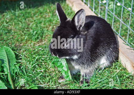 Netherland dwarf rabbit in outdoor run. England Stock Photo
