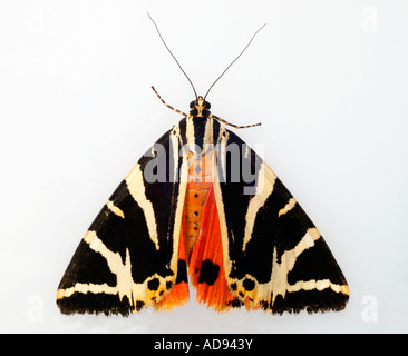Jersey Tiger Moth Stock Photo