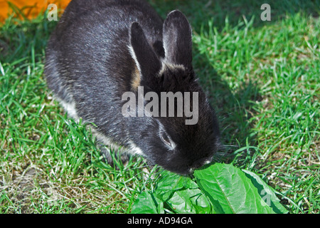 Netherland dwarf rabbit in back garden. England Stock Photo