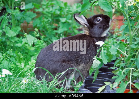 Netherland dwarf rabbit in back garden. England Stock Photo