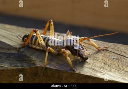 Wellington tree weta Stock Photo