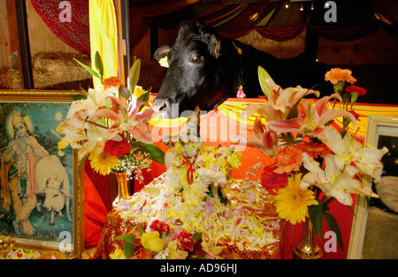 Shambo the sacred bull in his temple at Skanda Vale Hindu community ...