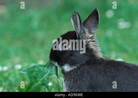 Netherland Dwarf rabbit in garden. England Stock Photo