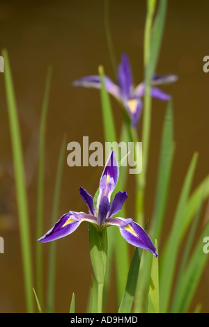 Blue Flag Iris Iris virginica in Myakka River State Park Sarasota Florida Stock Photo