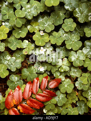 NATURE:  Clover detail in the Forest Stock Photo