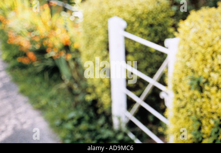 Defocussed cottage gate with yellow hedges of Privet or Ligustrum ovalifolium Aureum and orange Montbretia or Crocosmia crocosmi Stock Photo