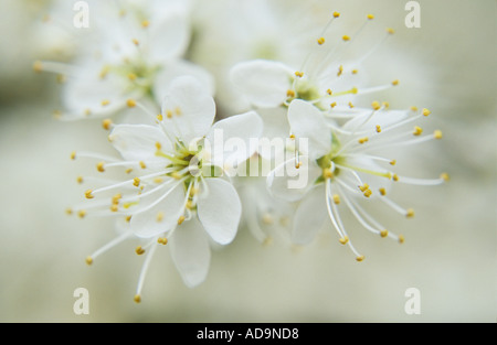 Close up of the flowers of Blackthorn or Prunus spinosa in early spring Stock Photo