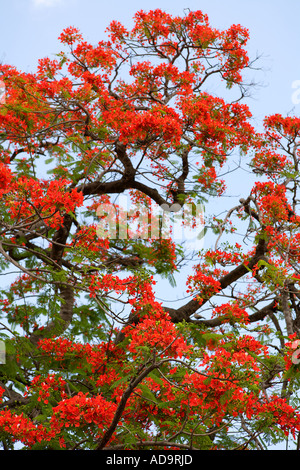 Royal Poinciana Tree with red flowers, also called Flamboyant, Nassau, New Providence, Bahamas. Stock Photo