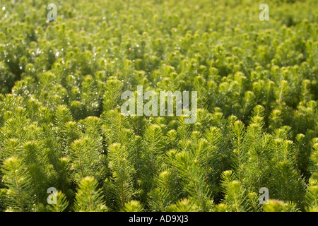 Inventory of spruce saplings ( picea abies ) at tree nursery ready to be transported and planted , Finland Stock Photo