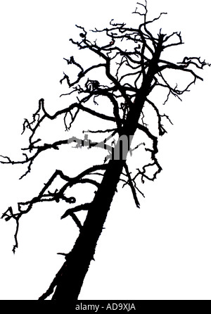 Black and white silhouette of a dead standing trees Stock Photo