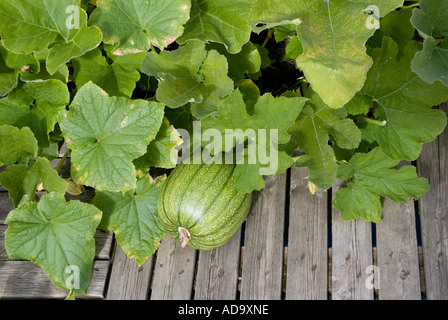 One isolated solitary green, unripe pumpkin ( Cucurbita pepo ) growing in the garden Stock Photo