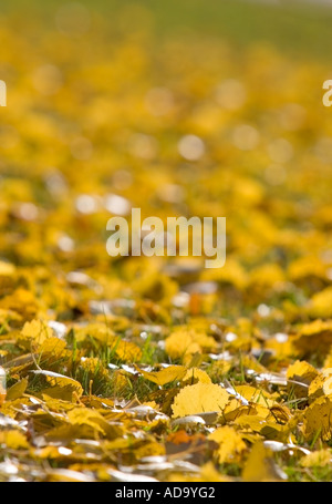Close-up of fallen yellow birch leaves on the ground at Autumn Stock Photo