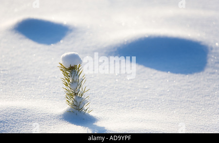 Snow face at the surface of fresh new snow and a small pine ( pinus sylvestris ) sapling , Finland Stock Photo