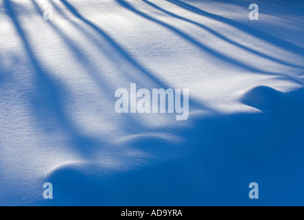 Tree trunk shadows on snow surface , Finland Stock Photo