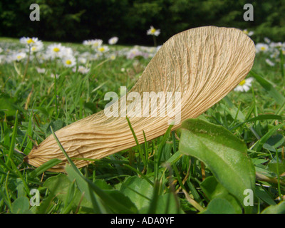 silver maple, white maple, bird's eye maple (Acer saccharinum), samara lying in a meadow Stock Photo