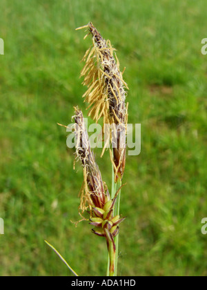 glaucous sedge (Carex flacca), male inflorescences Stock Photo