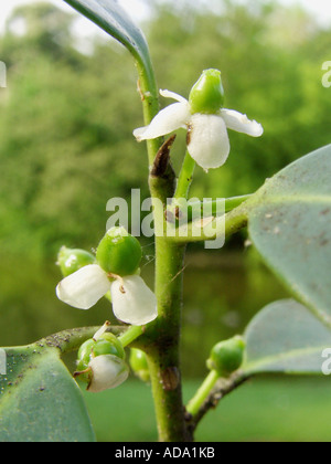 common holly, English holly (Ilex aquifolium), flowers Stock Photo