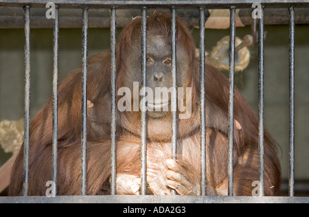 Sumatran orangutan (Pongo pygmaeus abelii), single male animal in a cage Stock Photo