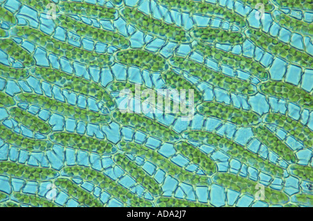 peat moss (Sphagnum cuspidatum), section of the capillary system, cut of the tissue, enlarged, Germany, Lower Saxony Stock Photo