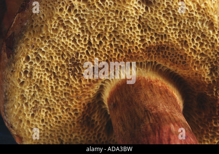 red-cracking bolete (Xerocomus chrysenteron), tubes Stock Photo