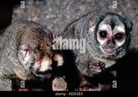 douroucouli, night monkey, humboldt's night monkey (Aotus trivirgatus), eating Stock Photo