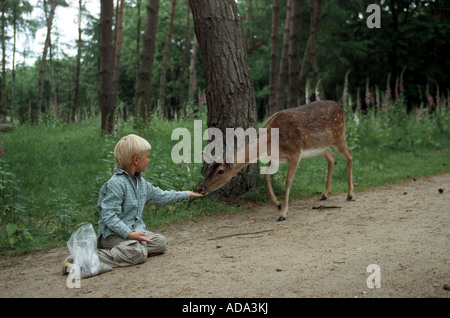 fallow deer (Dama dama, Cervus dama), boy feeding hind in a game park Stock Photo