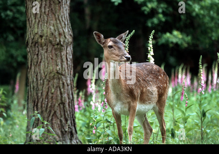 fallow deer (Dama dama, Cervus dama), hind on clearing with foxgloves (Digitalis purpurea) Stock Photo
