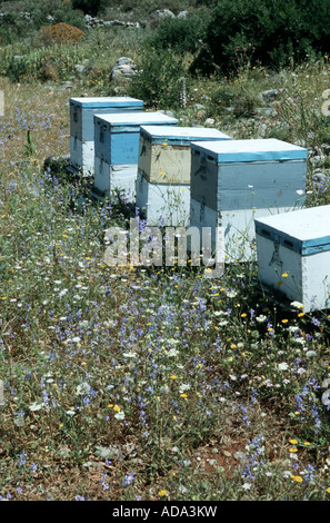 honey bee, hive bee (Apis mellifera mellifera), beehives on flowering meadow, Greece Stock Photo