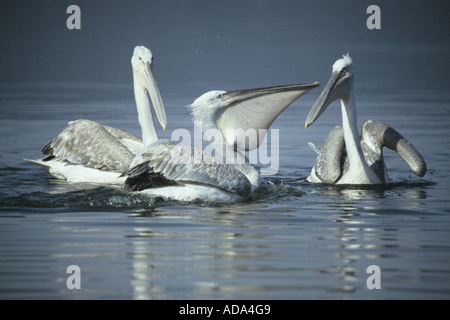 Dalmatian pelican (Pelecanus crispus), one individual with a captured fish in its pouch, Greece Stock Photo