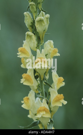 common toadflax, yellow toadflax, ramsted, butter and eggs (Linaria vulgaris), inflorescence covered with dew, France Stock Photo