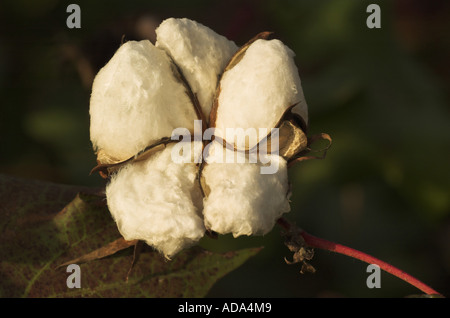 cotton (Gossypium barbadense), ripe fuit, Greece Stock Photo