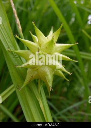 Carex grayi, morning star, asa gray sedge Stock Photo - Alamy