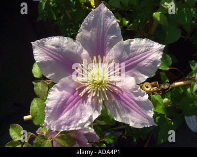 clematis, virgins-bower (Clematis spec.), cv. Piilu: flower Stock Photo
