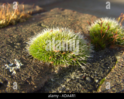 Silver Sidewalk Cushion Moss, (Grimmia pulvinata), plant on a wall Stock Photo