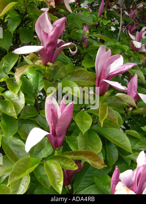 Purple Magnolia (Magnolia liliiflora 'Nigra', Magnolia liliiflora Nigra), blooming Stock Photo