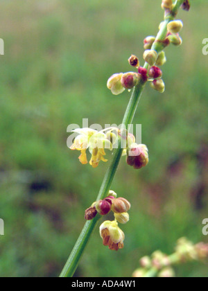 sheep's sorrel (Rumex acetosella), inflorescence Stock Photo