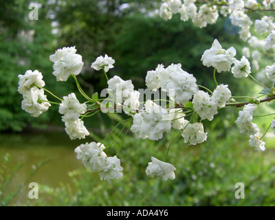 Bridalwreath, Bridlewreath Spirea (Spiraea prunifolia Plena, Spiraea prunifolia 'Plena'), flowers Stock Photo