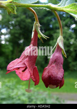 crimson weigela (Weigela floribunda), two flowers in side view Stock Photo