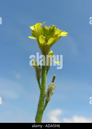 common hedge mustard, hairy-pod hedge mustard (Sisymbrium officinale), inflorescence against blue sky Stock Photo