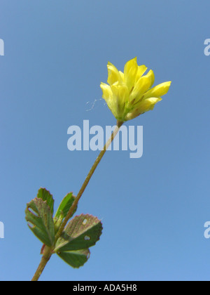 least hop clover, lesser trefoil, lesser yellow trefoil, small hop clover, suckling clover, shamrock (Trifolium dubium), inflor Stock Photo
